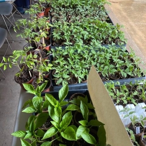 Starter Plant Giveaway April 24, 2021