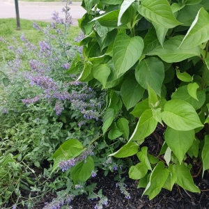 St. Joseph Church in Bloom