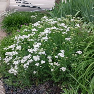 St. Joseph Church in Bloom