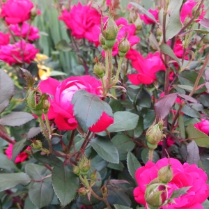 St. Joseph Church in Bloom